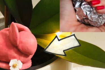 Cute Bunny from air dry clay | DIY Fimo crafts | Thanksgiving Bunny