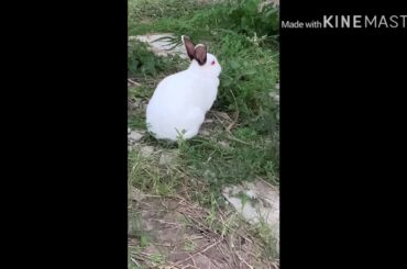 Cute bunny🐇