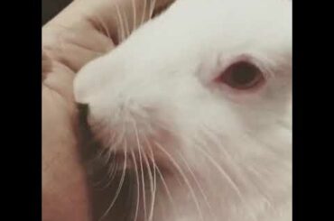 A cute bunny love #bunny