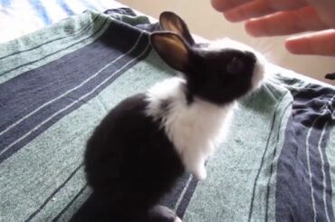 Dutch Baby Bunny Tries To Stand Up || Enchanted Bunnies