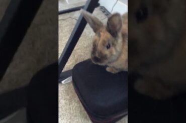 Cute rabbit, #CopperTheRabbit, my pet.