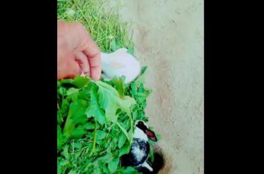 Cute Rabbit kids Feeding by hands