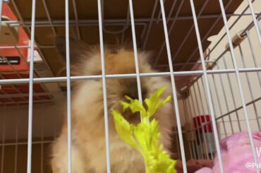 Cute rabbit eating sound - Celery ASMR