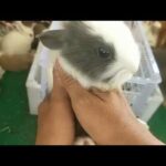 Rabbit Smart and Cute Funny Baby Bunny Rabbit Videos Compilation Cute Rabbits Episode 10