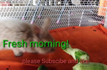 Fresh morning! fun Rabbit Cute like lovely amazing| they make us happy with them when we sad