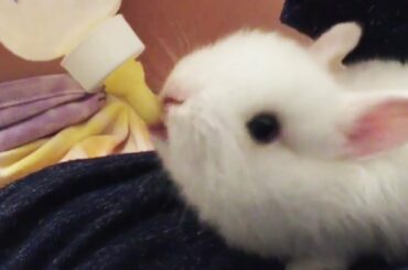 Cute Baby Bunnies Drinking Milk From The Bottle
