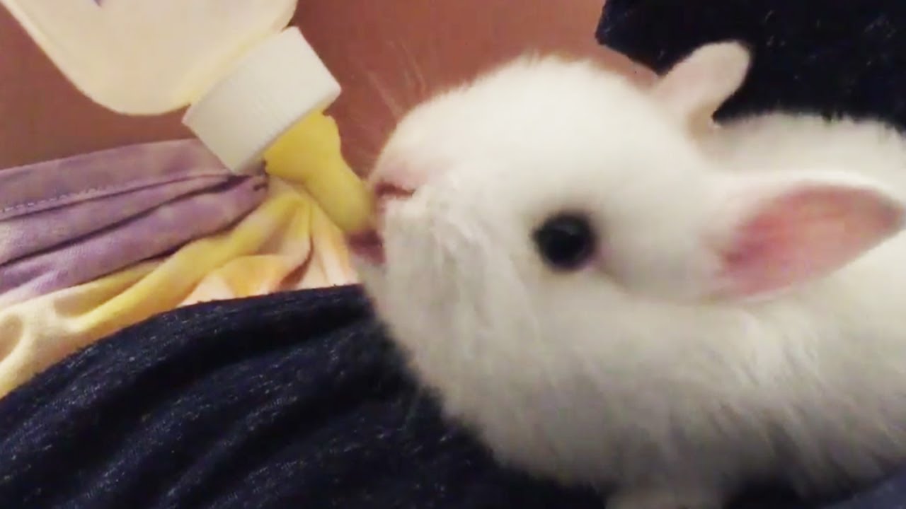 Cute Baby Bunnies Drinking Milk From The Bottle Rabbit Videos