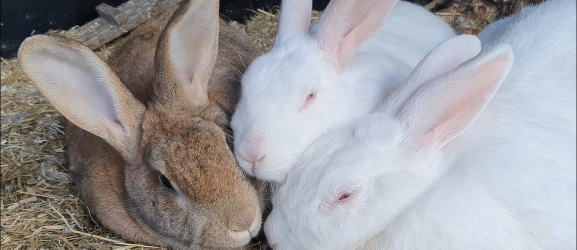 ❤️ Three sweet rescued bunnies in love ❤️