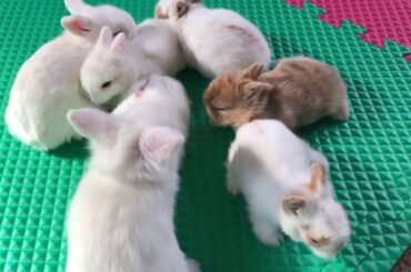 Cute Baby Bunnies Playing And Being Silly