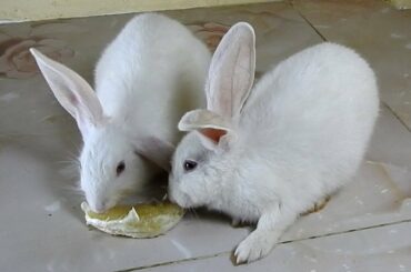 Cutest Rabbits PoyPoy & PomPom eat Pomelo