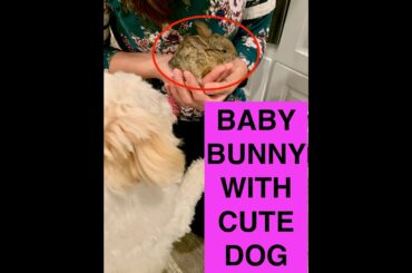 Dog wants to kiss (or eat) baby Bunny