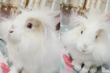 Pepper rabbit So naughty that the nose gets stained