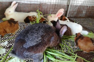 Rabbits Eating Vegetable - Rabbits Videos - Cute Rabbits - Rabbits 2020