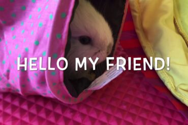 Baby Bunnies Playing