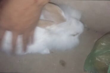 Rabbit Smart and Cute Funny Baby Bunny Rabbit Videos Compilation Cute Rabbits ( ASMR ) Episode 11