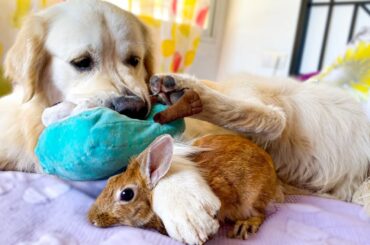Dog and Rabbit Play on the Bed