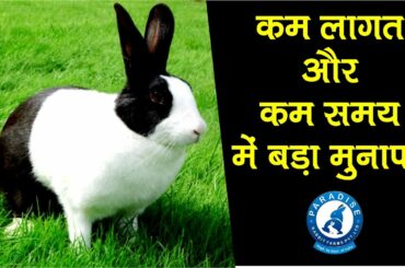 कम लागत  और कम समय में बड़ा मुनाफा  | Rabbit Farming | Paradise Rabbit Farms Pvt.Ltd.
