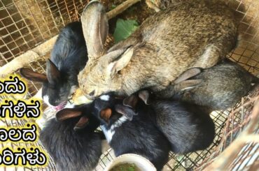 #rabbit babies one month old ನಮ್ಮ ಹೊಲ ದಲ್ಲಿ ಸಾಕಿದ ಮೊಲ ಮರಿ ಹಾಕಿದೆ..