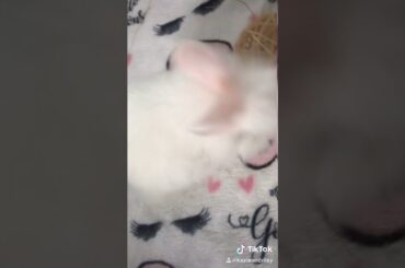 Cute bunny when we first got her 🤩🤩🐰