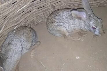 My wild rabbits cute cute rabbits
