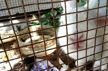 Cute rabbit eating grass, (Cynodon dactylon)