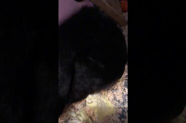 cute rabbit 🐇 ♡︎