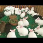 Rabbits baby, cute white rabbit.  animals film. Wow! Alot of rabbits. phim động vật.  Ồ  Rất nhiều t