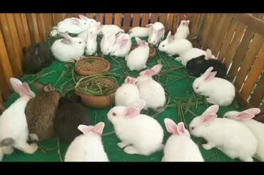 Rabbits baby, cute white rabbit.  animals film. Wow! Alot of rabbits. phim động vật.  Ồ  Rất nhiều t