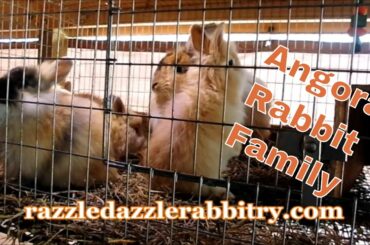 Happy angora rabbit family. Watch the baby angora bunnies and their mom enjoy rabbit life.