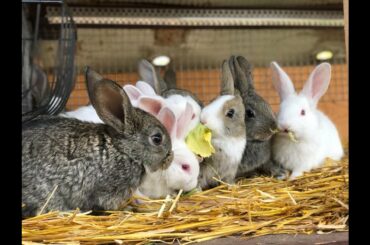 Baby bunnies growing up 0 to 7 weeks