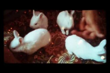 Dad playing with baby bunss 🐰🐰