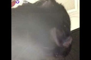 MY BUNNY IS SO CUTE....