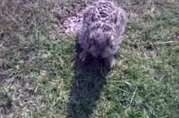 Baby rabbit attacking a golfer