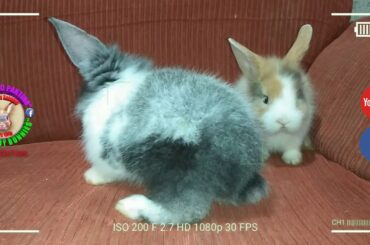 2 Cute Baby Bunnies Day 35 (DOB: Jan 30, 2020) - Bongskie Rabbitry Cebu - Bisdak Edition