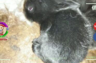 5 Cute Baby Bunnies Day 14 (DOB: February 21, 2020) - Bongskie Rabbitry Cebu - Bisdak Edition