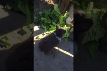Fox Walks Feeding the Bunnies Baby Bunny