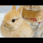 Rabbit Funny And Cute Bunny Videos Compilation asmr animals 🍑🥭🍌