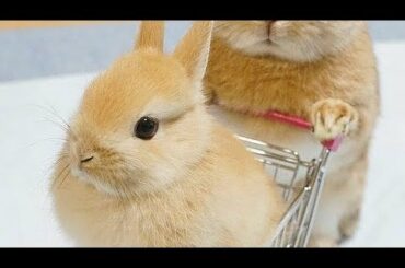 Rabbit Funny And Cute Bunny Videos Compilation asmr animals 🍑🥭🍌