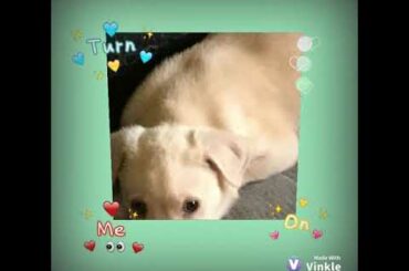 Cute dog and bunny checked