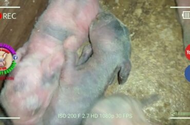 5 Cute Baby Bunnies Day 1 (DOB: March 8, 2020) - Bongskie Rabbitry Cebu - Bisdak Edition