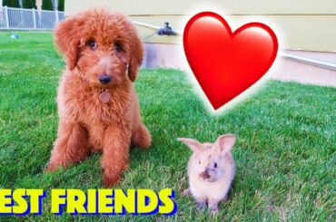 Zoey Doodle Puppy Plays With Bunny! Cute Friends