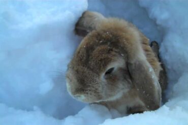 Rabbits playing in the snow!
