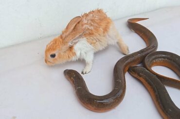 Eel Fish Vs  Baby Bunny Rabbit  - EXPERIMENT: sad baby rabbit