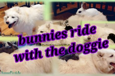 Bunnies ride with the doggie ||gray,white&black baby bunnies||