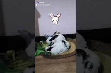 Cute Rabbit 🐇❤️