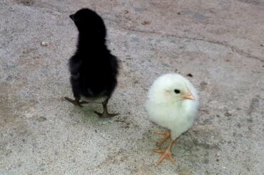 Cutest Baby Chickens - White Chicks & Black Chicks