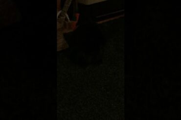 How a rabbit cleans them self