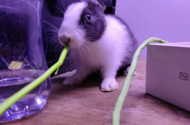 rabbit black and white cooler so cute for me