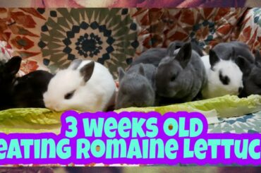 3 weeks old baby bunnies |a taste of romaine lettuce|