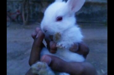 Funny and cute Bunny rabbit compilation 2017